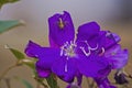 Spiky Spider on Violet Flower.