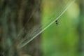 Spiky Spider in a Web Between Two Trees Royalty Free Stock Photo