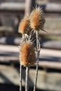 Spiky teasel head Dipsacus fullonum wildflower