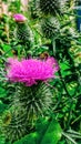 Spiky thistle Royalty Free Stock Photo