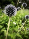 Spiky thistle Royalty Free Stock Photo