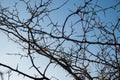 Spiky tree branches. Prickly tree. Tree with thorny branches without leaves