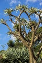 Spiky tree trunk and branches of a Madagascar palm (pachypodium lamerei) silhouetted against a blue sky Royalty Free Stock Photo