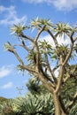 Spiky tree trunk and branches of a Madagascar palm (pachypodium lamerei) silhouetted against a blue sky Royalty Free Stock Photo