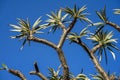 Spiky tree trunk and branches of a Madagascar palm (pachypodium lamerei) silhouetted against a blue sky Royalty Free Stock Photo