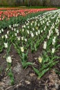 Spiky White Tulips with Orange and pink ones in the background Royalty Free Stock Photo