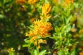 Spiky yellow flower with deep lush oval green leaves Royalty Free Stock Photo