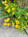 Spiky yellow flowers with green leaves .