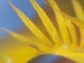 Spiky Yellow Petal Fringe
