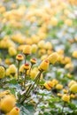 Spilanthes oleracea, para cress plant