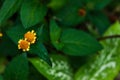 Spilanthes paniculata, a species of Spotflower. Orange flower