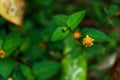 Spilanthes paniculata, a species of Spotflower. Orange flower