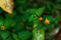 Spilanthes paniculata, a species of Spotflower. Orange flower