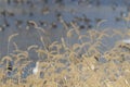 Spikes of timothy grass