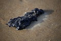 Crude oil spillage washed ashore on a beach