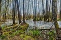 Spillage small deciduous forest river in the spring