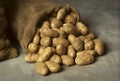 Spilled burlap sack of potatoes Royalty Free Stock Photo