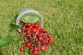 Spilled Cherries on Lawn Royalty Free Stock Photo
