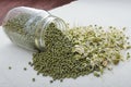 Spilled jar of mung beans and sprouts Royalty Free Stock Photo