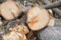 Spilled natural cut logs, tree trunks, branches in a section in a sawmill in the forest Royalty Free Stock Photo