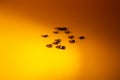 Spilled roasted brown coffee beans isolated on yellow background, close up with copy space