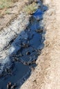 Spilled streams of liquid crude oil flow down drainage ditch into public body of water. Environmental disaster Oil pollution of Royalty Free Stock Photo