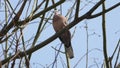 Spilopelia chinensis singing