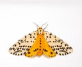Spilosoma multiguttata moth Royalty Free Stock Photo