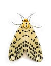 Spilosoma multiguttata moth Royalty Free Stock Photo