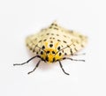 Spilosoma multiguttata moth Royalty Free Stock Photo
