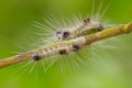 Spilosoma virginica caterpillar Royalty Free Stock Photo