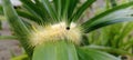 Spilosoma virginica yellow hairy caterpillar, Virginian tiger mouth with black neck Royalty Free Stock Photo