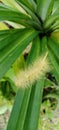 Spilosoma virginica yellow hairy caterpillar, Virginian tiger mouth cross Royalty Free Stock Photo