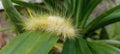 Spilosoma virginica yellow hairy caterpillar, Virginian tiger mouth stay on leave Royalty Free Stock Photo