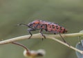 Spilostethus pandurus seed bugs insect of medium size and striking colors red and black perched on twig on unfocused green Royalty Free Stock Photo