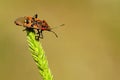 Hemipteros, Insects in their natural environment. Macro photography.