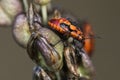 Spilosthetus pandurus seed bugs a nymph still without full wings perched and feeding on Urginea maritima plant flash lighting