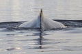 Spin and fin whale humpback dived in Antarctic waters Royalty Free Stock Photo