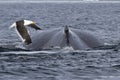 Spin and fin whale humpback over which fly gull Royalty Free Stock Photo