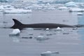 Spin and fin whale Minke which surfaced in Antarctic Royalty Free Stock Photo