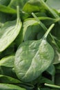 Spinach Royalty Free Stock Photo