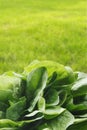 Spinach Royalty Free Stock Photo