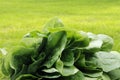 Spinach Royalty Free Stock Photo