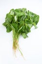 Spinach Royalty Free Stock Photo
