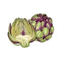 Hand drawn colorful fresh artichoke. Whole artichoke and cut in half. Illustration isolated on white background. Royalty Free Stock Photo