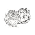 Hand drawn fresh artichoke. Whole artichoke and cut in half. Linear monochrome graphics. Illustration isolated on white bac Royalty Free Stock Photo