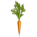 Hand drawn carrots with green leaves. Illustration isolated on white background. Royalty Free Stock Photo