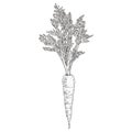 Hand drawn carrots with leaves. Illustration isolated on white background. Royalty Free Stock Photo