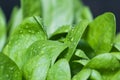 Spinach baby leaf growing in the spring garden, fresh green leaves with water drops on Royalty Free Stock Photo