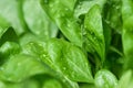 Spinach baby leaf growing in the spring garden, fresh green leaves with water drops on Royalty Free Stock Photo